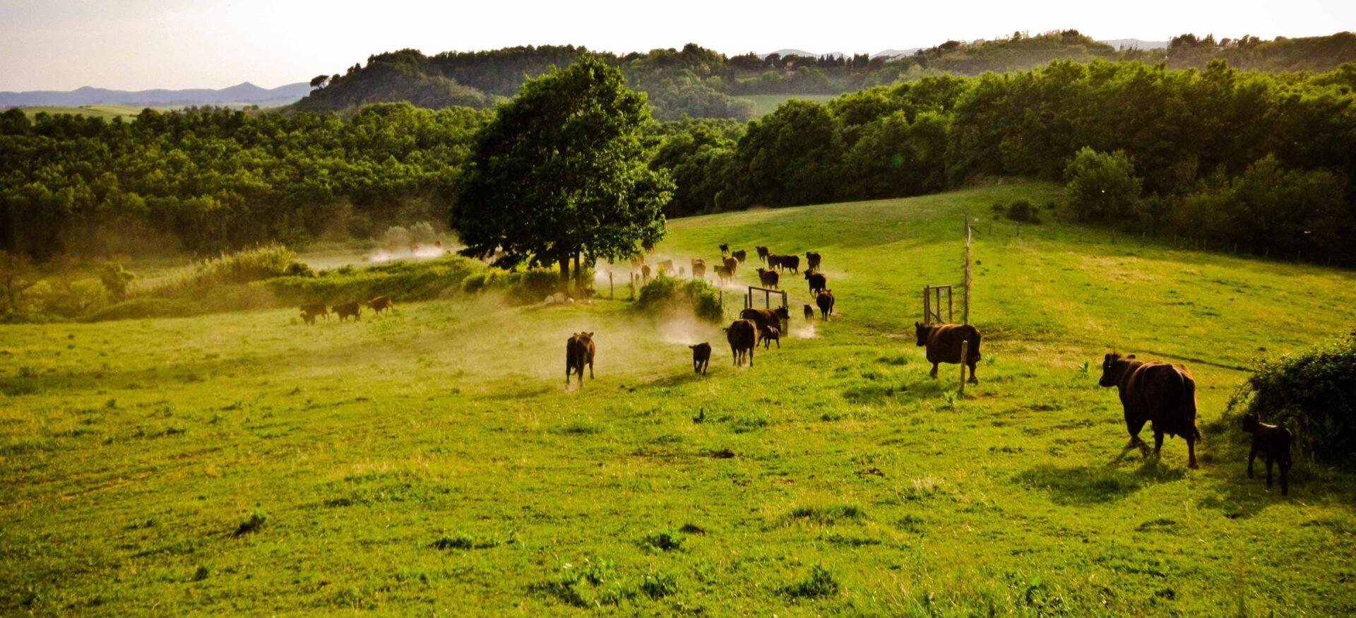 LE MACCHIE SOCIETA' AGRICOLA S RL SOCIO UNICO — foto 2